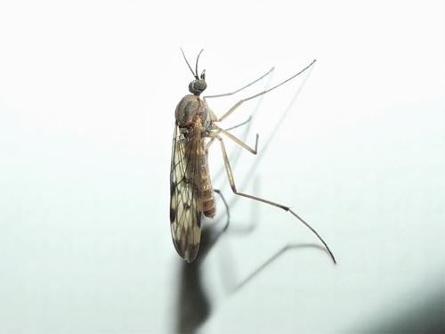 Sylvicola sp.